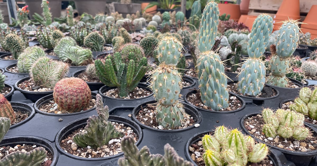 Study warns illegal plant trade in Quebec is increasing and threatening ecosystems