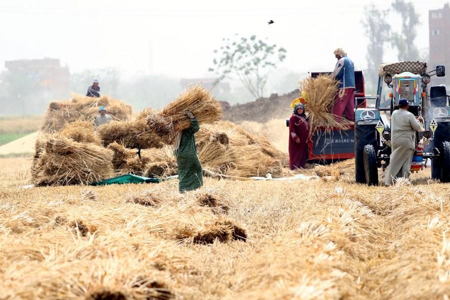 South African Farmers Face Increased Costs Amid Interest Rate Hike and Inflation