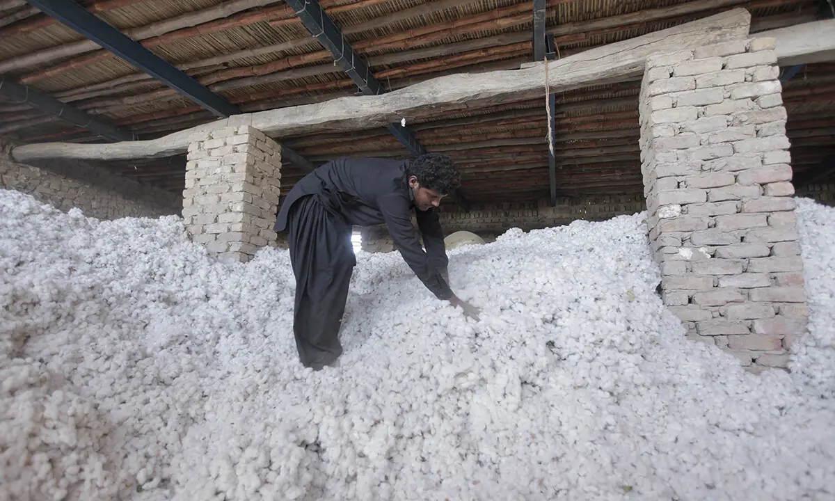Pakistan’s cotton imports rise amid falling domestic prices and industry pressure