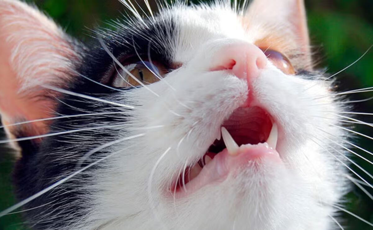 Cómo cuidar la salud dental de tu gato: guía completa de higiene y prevención