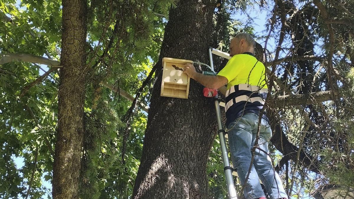 Córdoba impulsa el control natural de mosquitos con 80 cajas nido para murciélagos