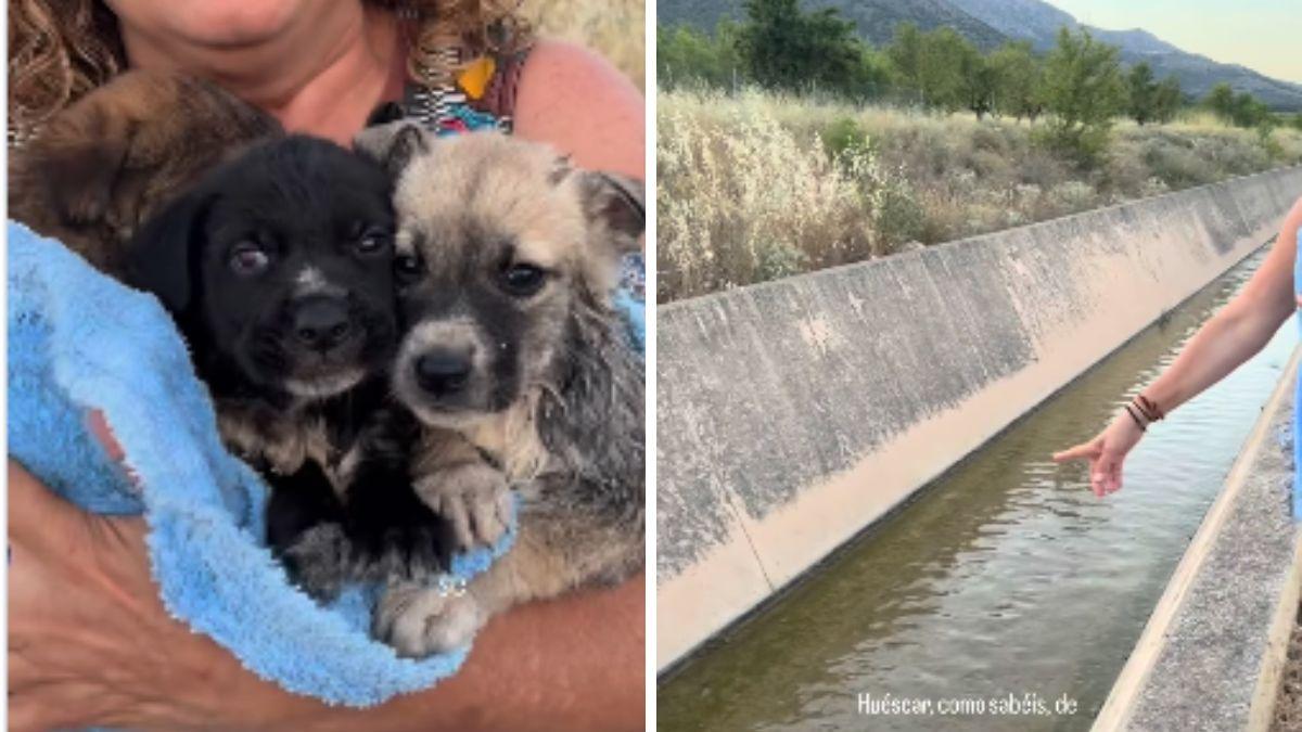 Rescatan a tres cachorros tras ser arrojados a un canal en Granada; uno de ellos fallece