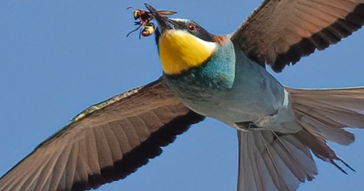 Un proyecto en Doñana impulsa abejarucos y ranas como control natural frente a la avispa asiática