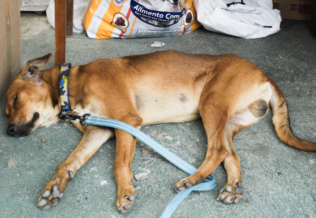 Rescate y atención de animales afectados tras los terremotos en Venezuela