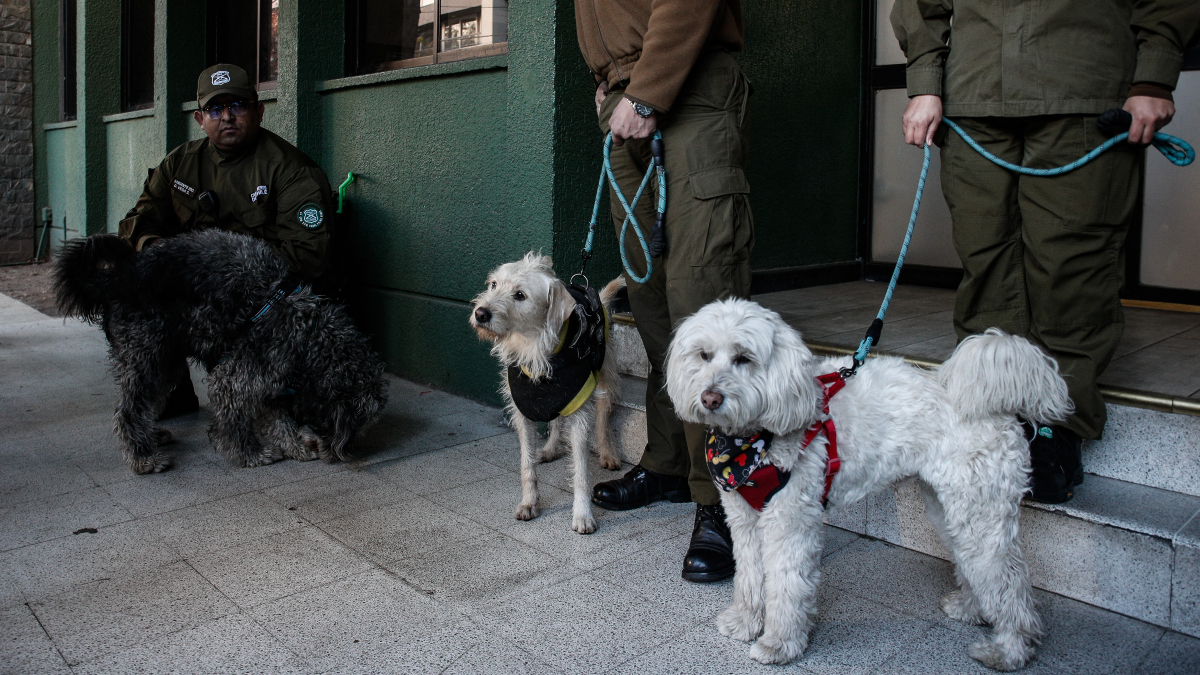Perritos rescatados en automóvil abandonado en Santiago