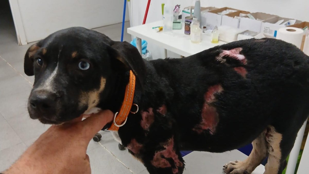 Hombre detenido en Riudoms por maltrato animal y lanzar perro a las llamas