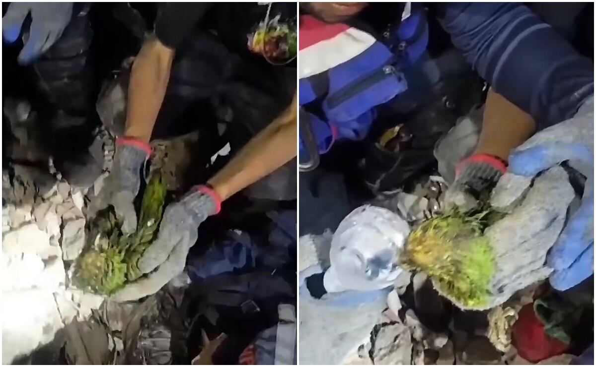 Rescatan a loro que sobrevivió nueve días entre escombros tras sismos en Venezuela