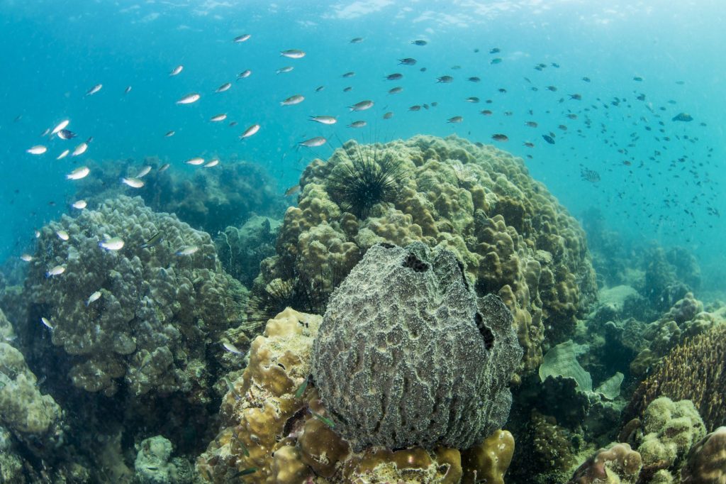 Tanzania Hosts Global Marine Conservation Summit to Promote Sustainable Ocean Management