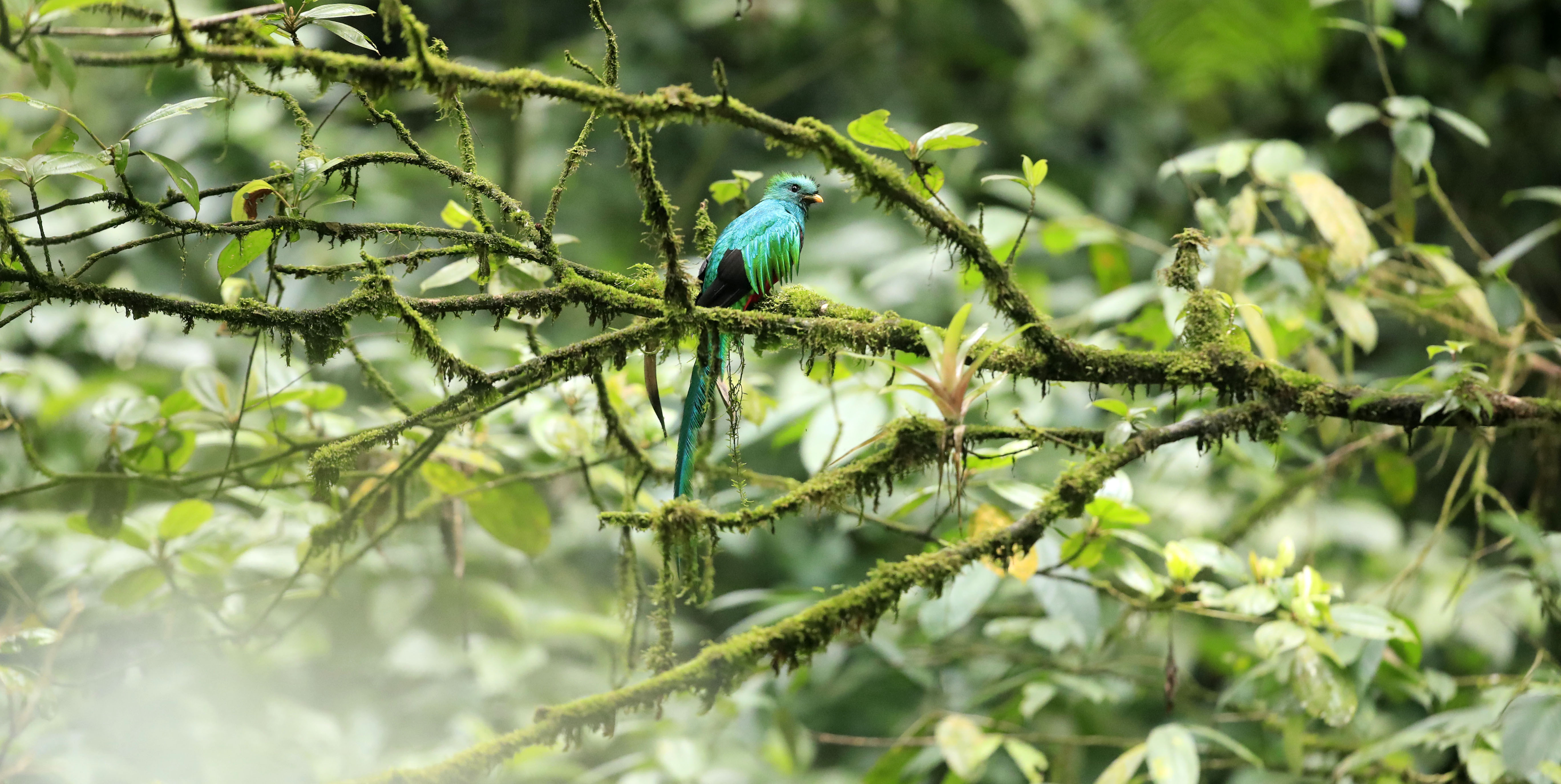El Refugio del Quetzal en San Marcos ofrece una experiencia única para observar y conservar el ave nacional de Guatemala