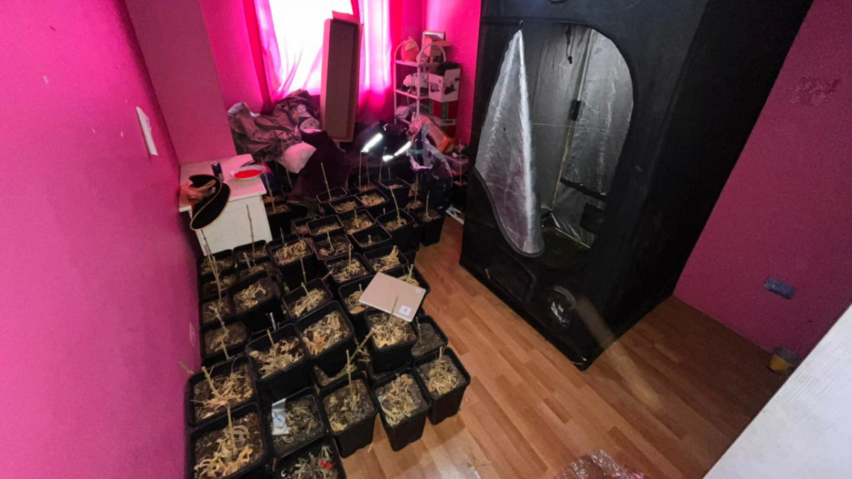 Operativo en Lampa: detenidos por cultivo de marihuana y posesión de armas