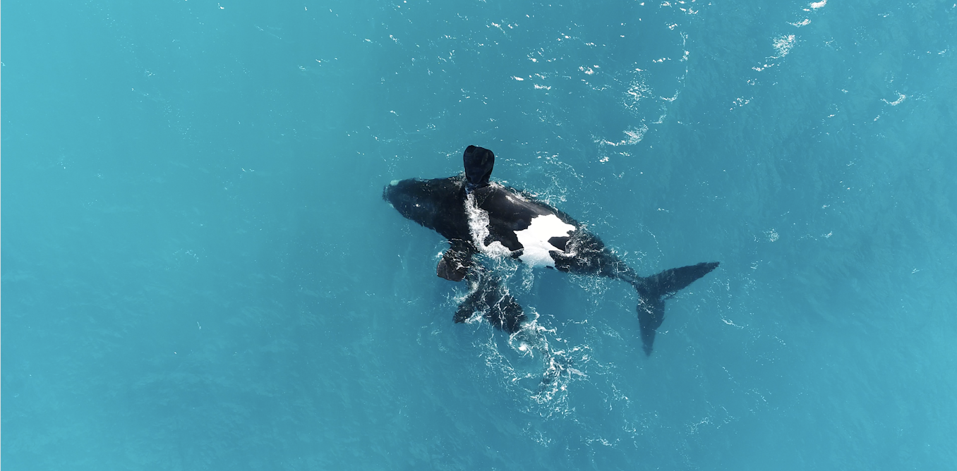 Southern right whales rest upside-down to manage energy during breeding season