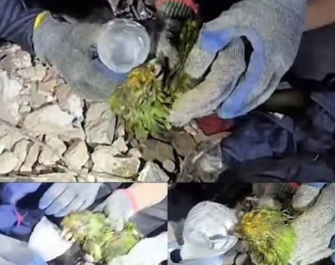 El loro rescatado tras el terremoto fallece tras días de esfuerzos por salvarlo