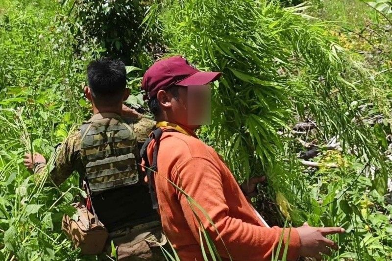 Joint Operation Uproots P6-M Marijuana Plants in Agusan del Sur