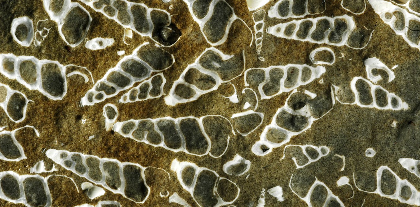 New Zealand's Fossil Record Offers Clues to Marine Extinction Risks
