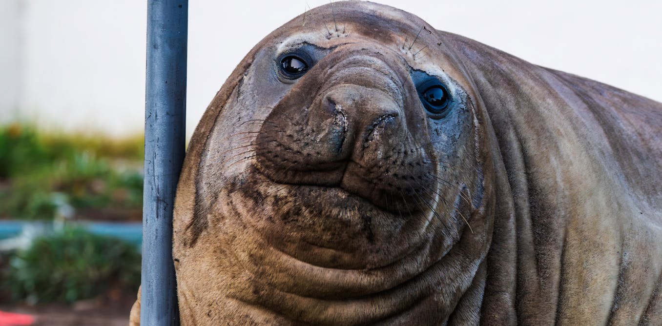 Neil the seal: A wild encounter with cultural significance