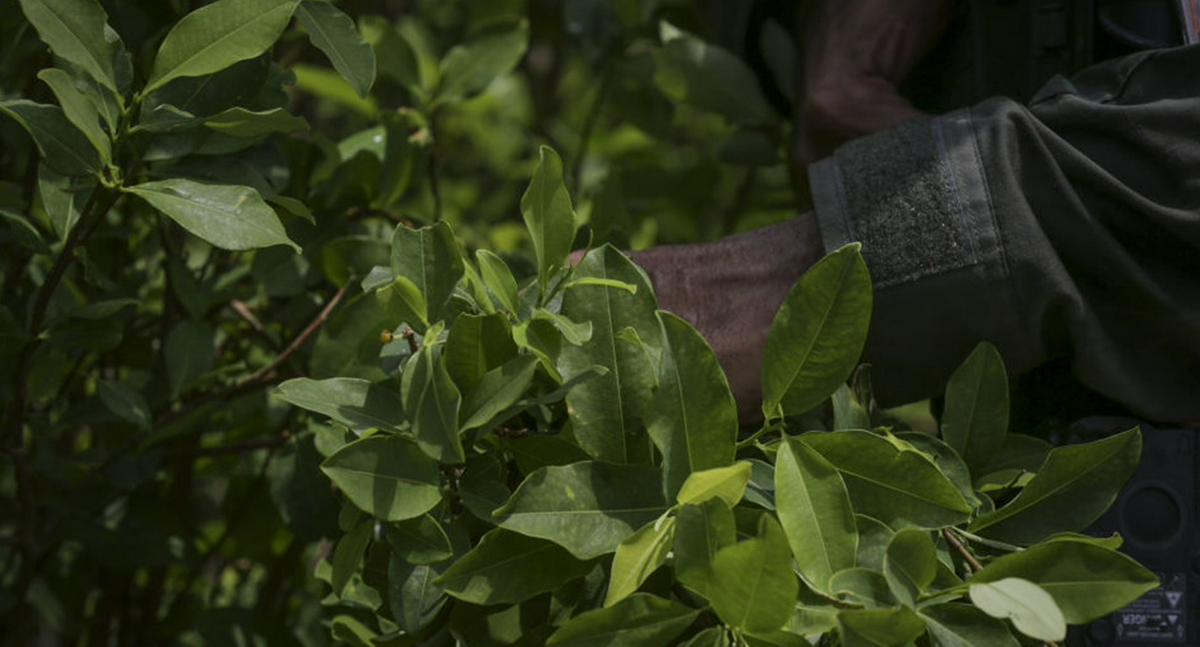 Exministro de Agricultura alerta sobre expansión del cultivo de coca en Colombia