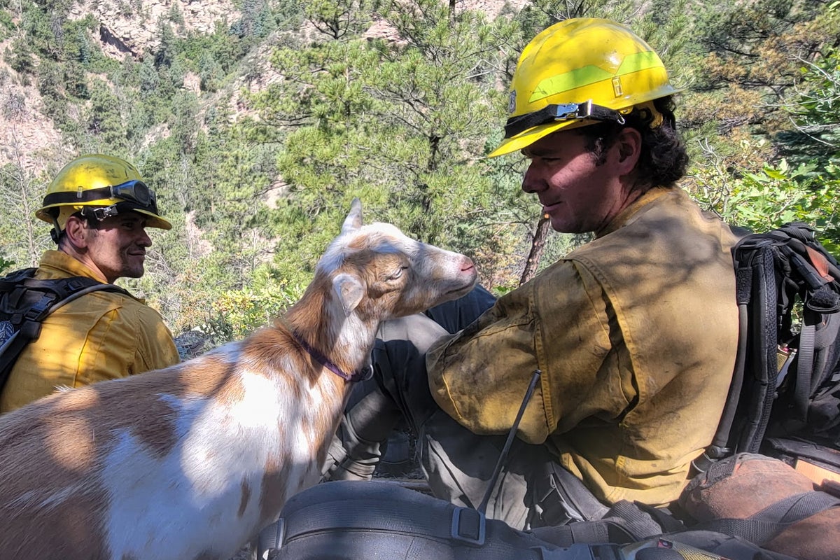 Goat Provides Moral Support to Firefighters in Colorado Wildfire Efforts