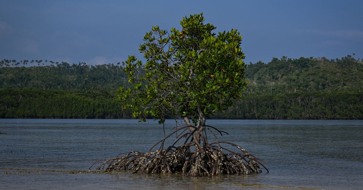 Efforts to Save Philippine Mangroves Amid Climate Threats