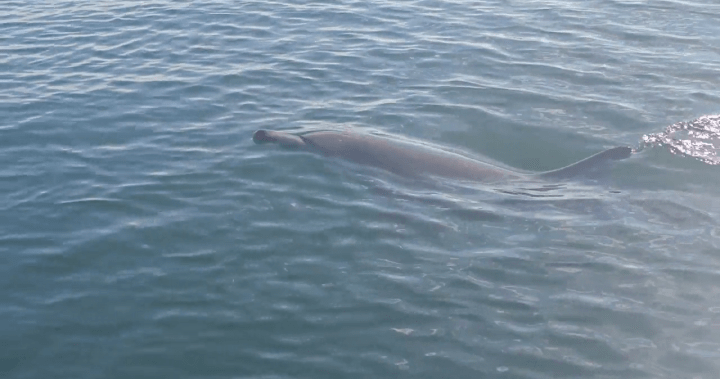 Rare dolphin sightings in B.C. linked to El Niño and climate change