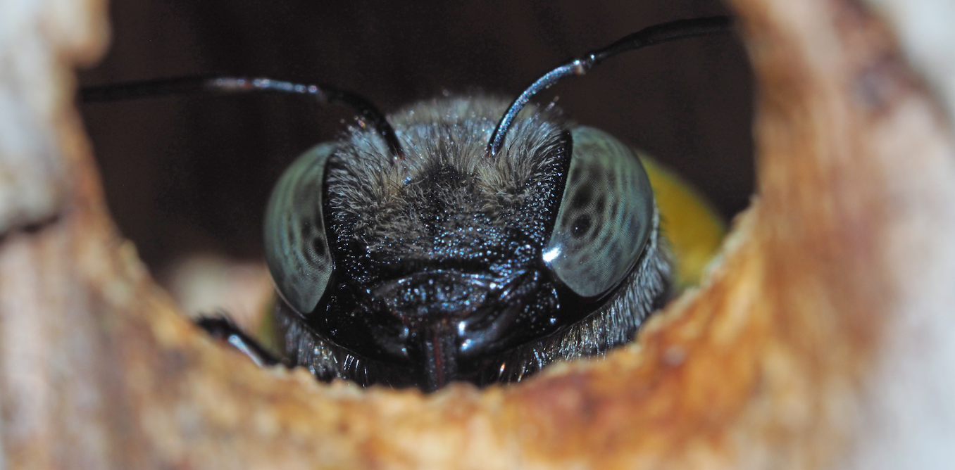 Rising CO₂ levels threaten large bees and disrupt pollinator ecosystems