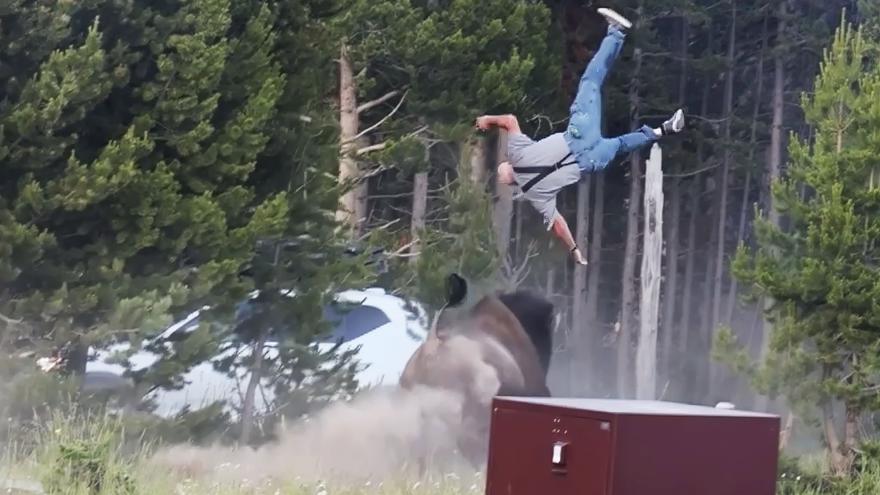 Incidente en Yellowstone: un bisonte agresivo lanza a un abuelo por los aires durante una fotografía