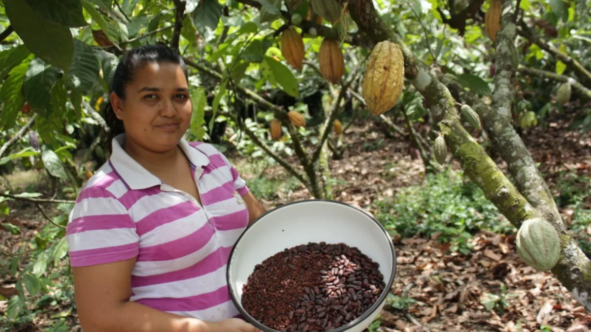 Subida de precios del cacao en Ecuador debido a la crisis climática en África