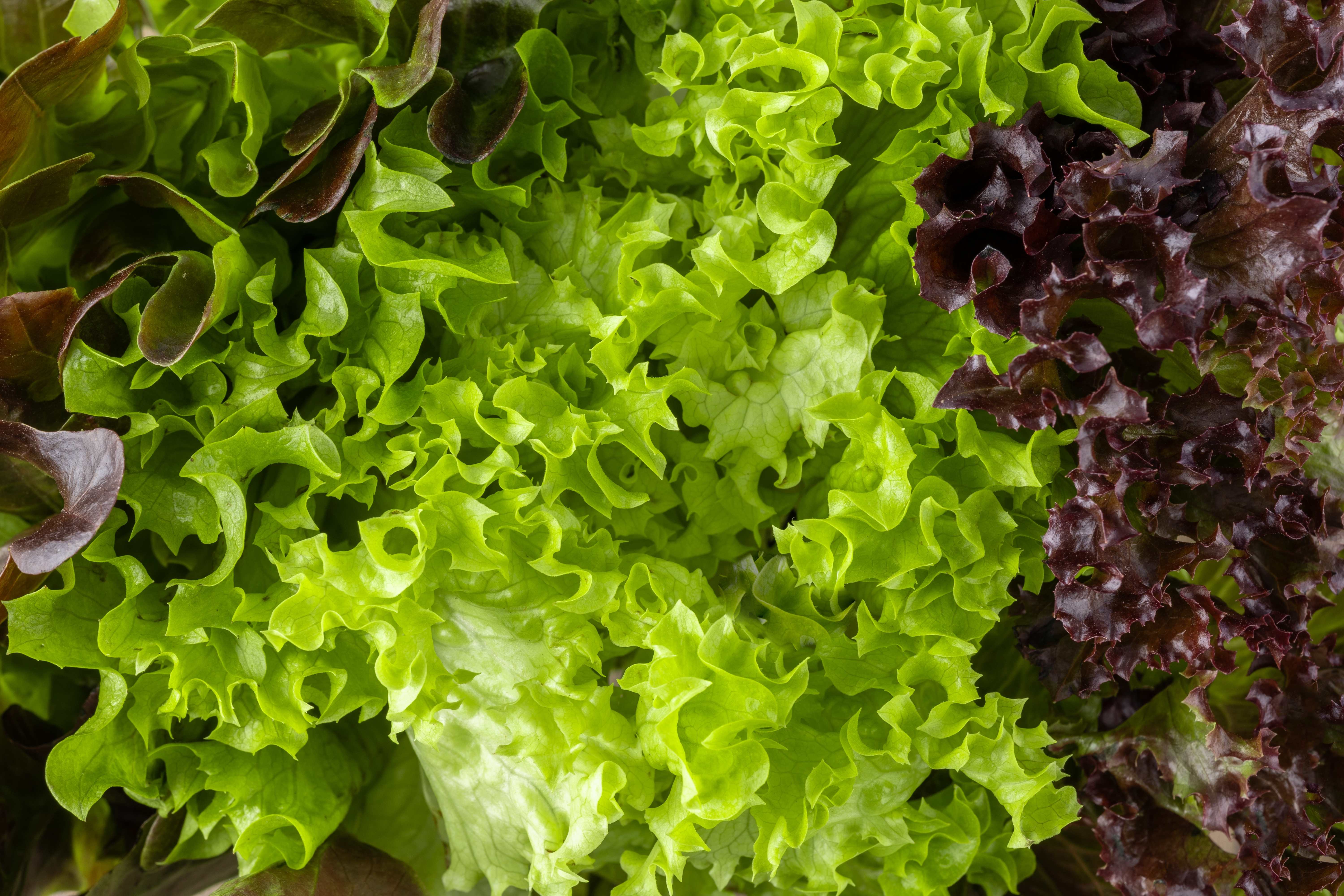 Autoridades informan sobre posible vínculo entre lechuga y brote de ciclosporiasis