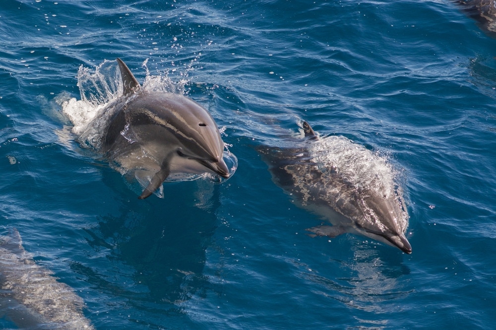 Conexiones entre lesiones neurodegenerativas en delfines y factores ambientales