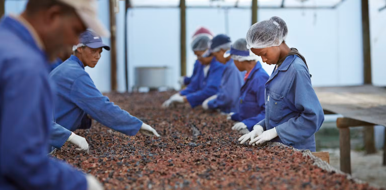 China's Agricultural Investments in Africa Lack Processing and Storage Support, Hindering Development