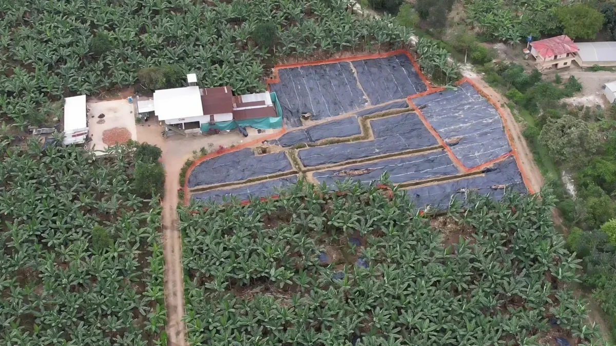 Ecuador's Banana Growers Face Uncertainty Amid New Fusarium Outbreak