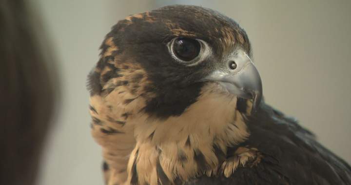 Manitoba's Efforts to Preserve Peregrine Falcons and Falconry Tradition