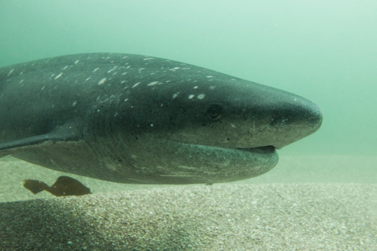 Shark Attack Injures Scuba Diver Off Tasmania's Adventure Bay