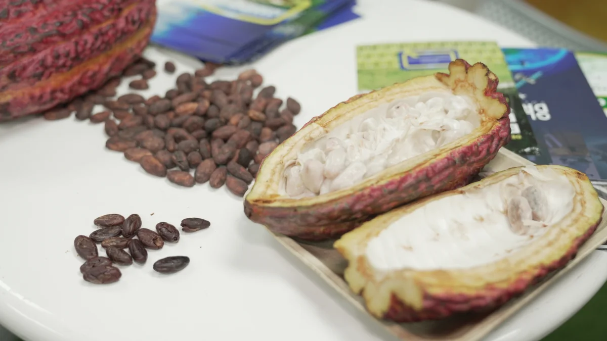 Guayaquil hosts international cocoa industry congress to discuss sustainable strategies