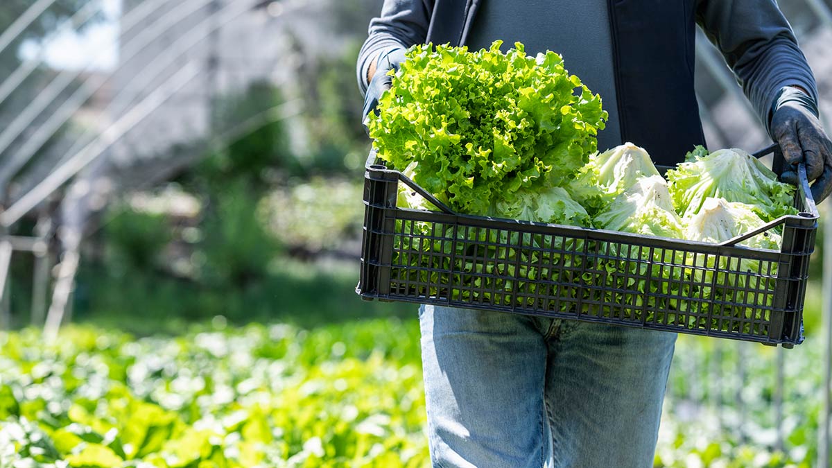 Taylor Farms retira lechuga iceberg por investigación de un brote de ciclosporiasis en restaurantes Taco Bell de Estados Unidos