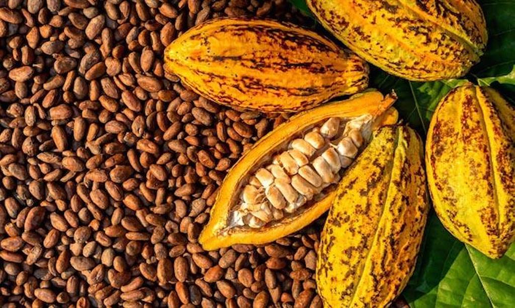 FG promotes local cocoa processing while allowing raw exports