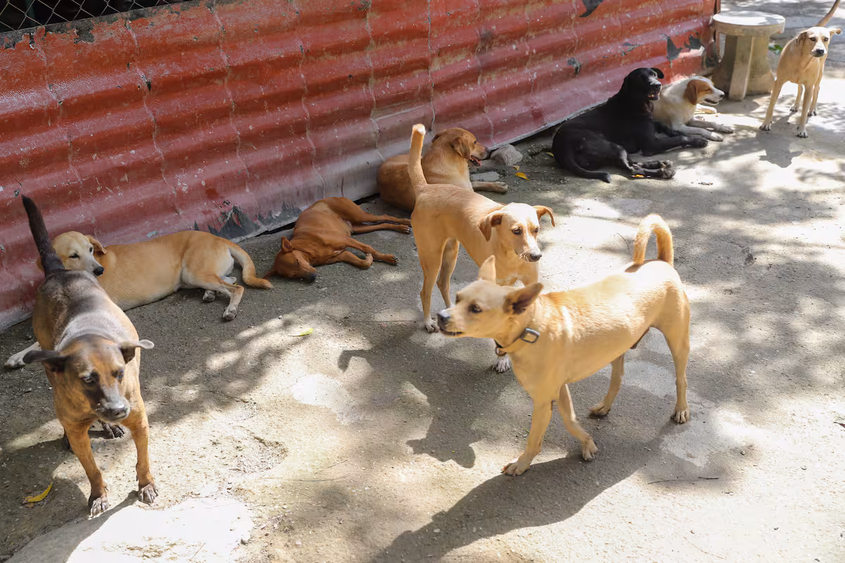 Más de 600 mascotas rescatadas en La Guaira esperan por sus dueños tras terremotos