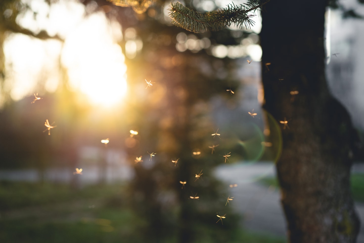 Effective Mosquito Control Methods for Yard Management