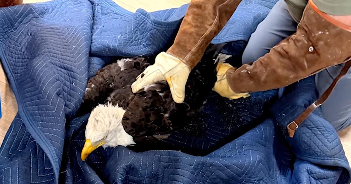 Rescued Eagle Jackie in Critical Condition After Anemia and Inflammation