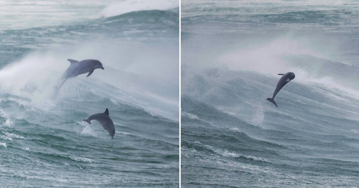 Delfines aprovechan el oleaje de Bertha para jugar en playa de Florida