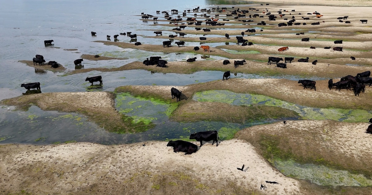 La sequía extremo en Europa: crisis hídrica, daños a infraestructuras y impacto en la agricultura