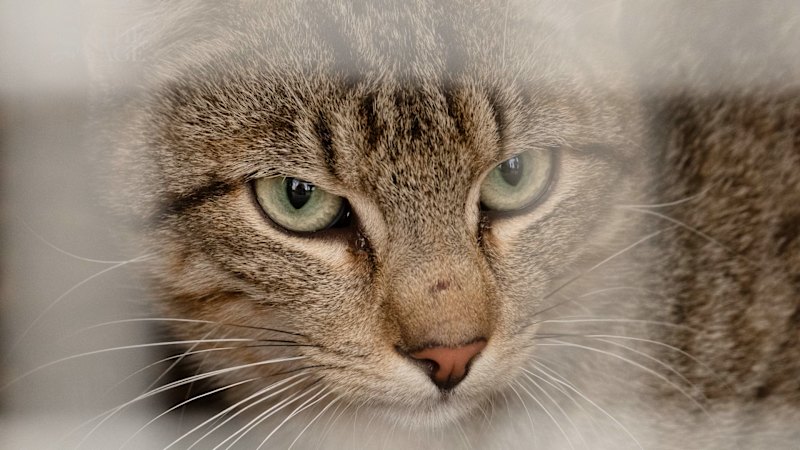Kangaroo Island Aims to Eradicate Feral Cats