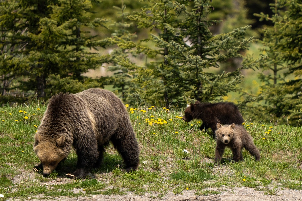 Two Hikers Charged After Off-Leash Dog Encounter with Grizzly Bear in Banff National Park