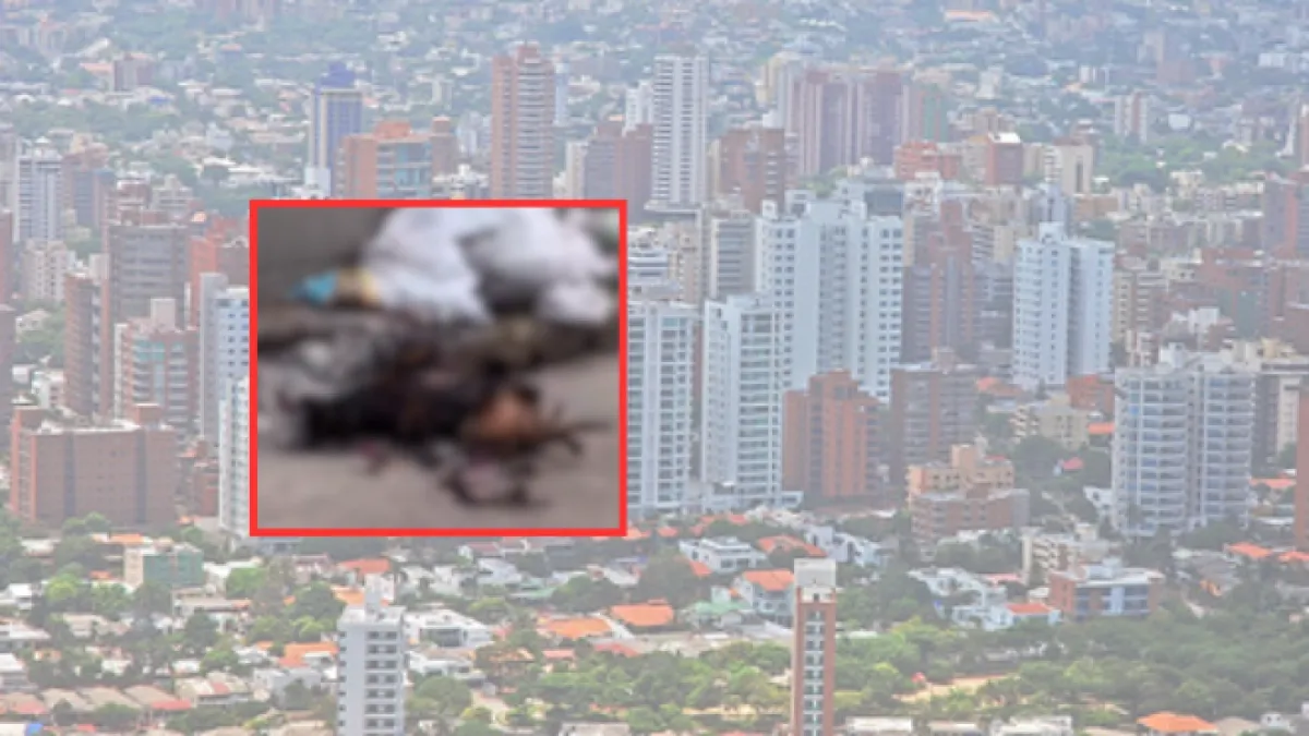 Dos perros incendiados en El Silencio: autoridades investigan el caso