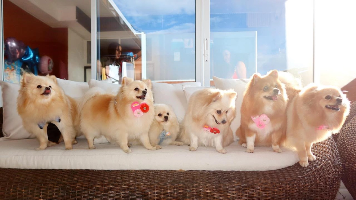 Cali's Uaepa Launches Emergency Search for Stolen Pomeranian Dogs