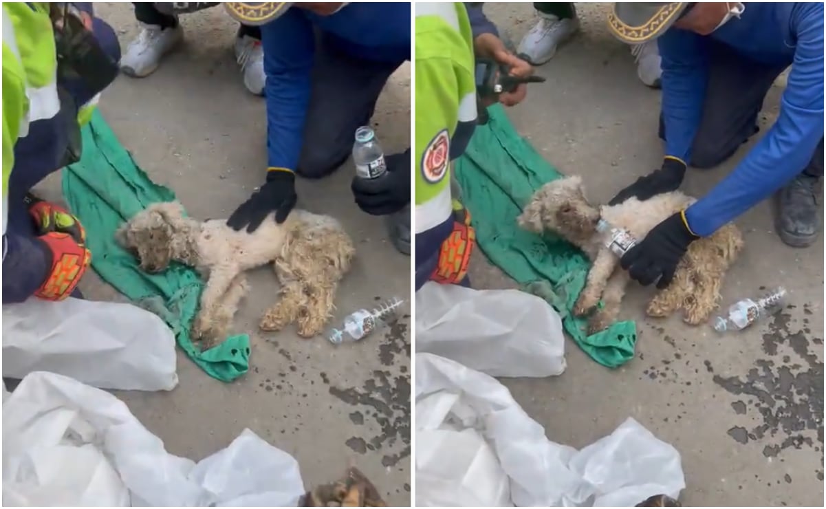 Rescatan a perrita Laila tras 29 días bajo escombros en Venezuela