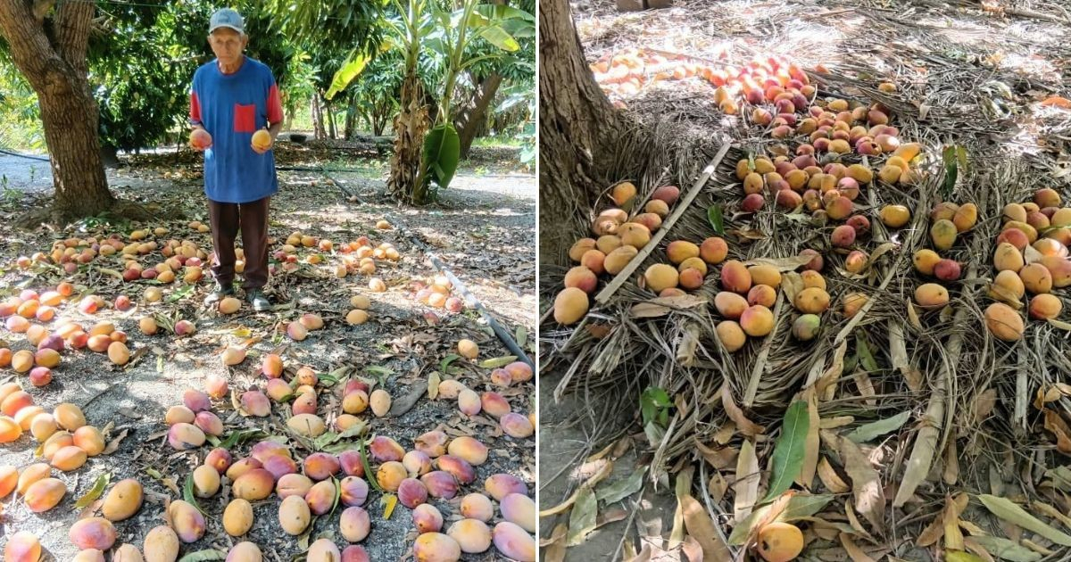 Cuba's Mango Crisis: Official Spokesperson Criticizes Food Waste in Guantánamo