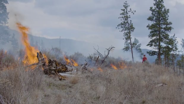 Canada's wildfire mitigation strategies amid climate change challenges