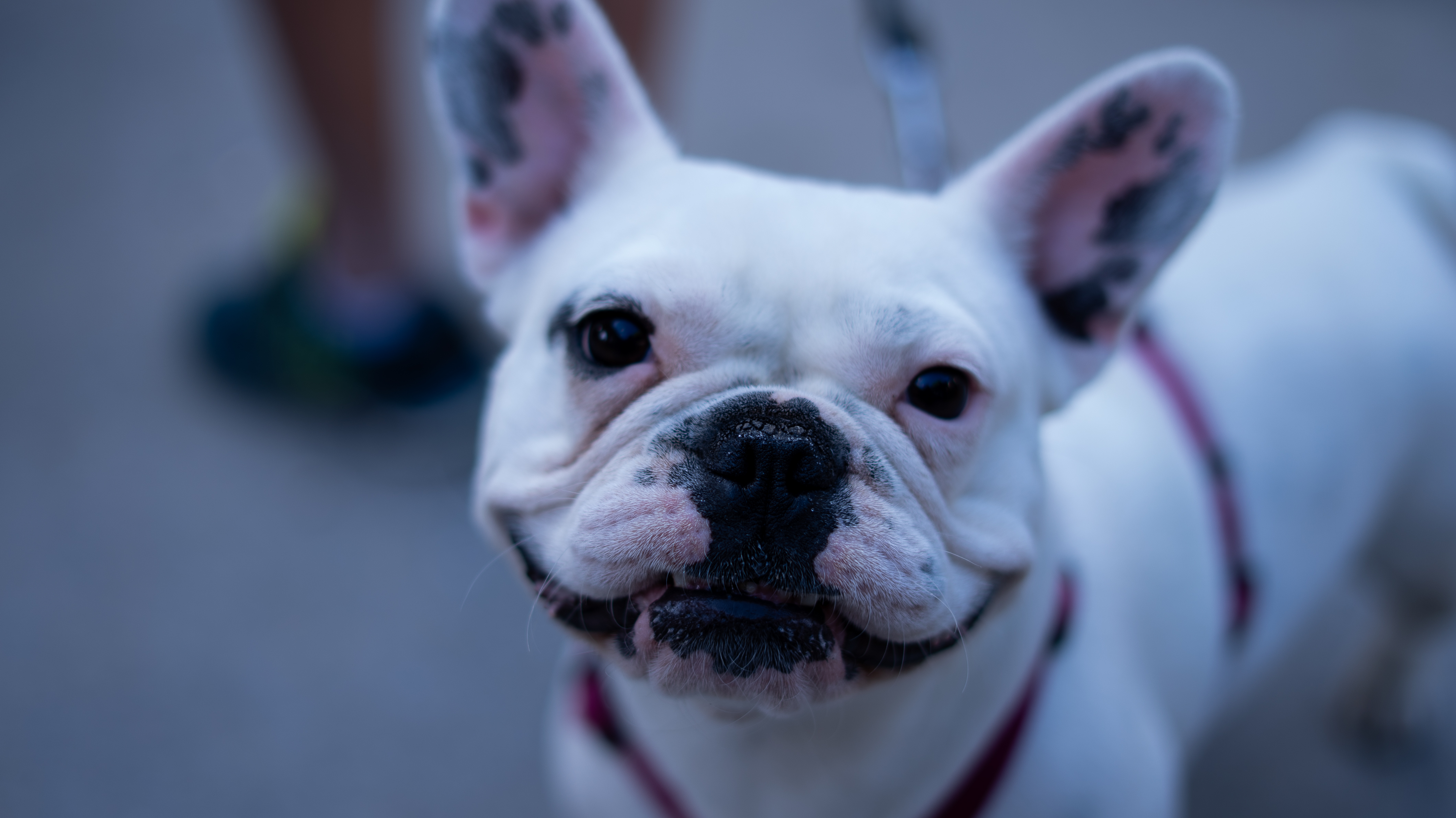 Perrito Festival