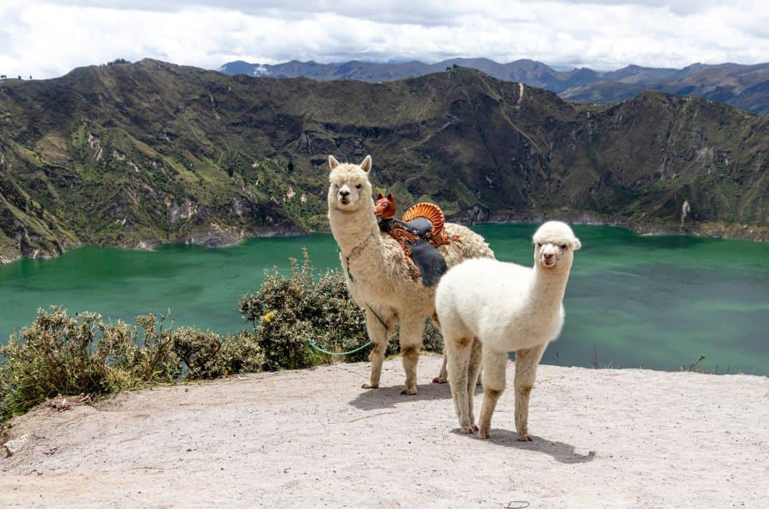 tourhub | Travel Department | Discover Ecuador & The Galapagos Islands - Unique Small Group 