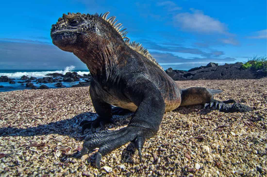 tourhub | Travel Department | Discover Ecuador & The Galapagos Islands - Unique Small Group 